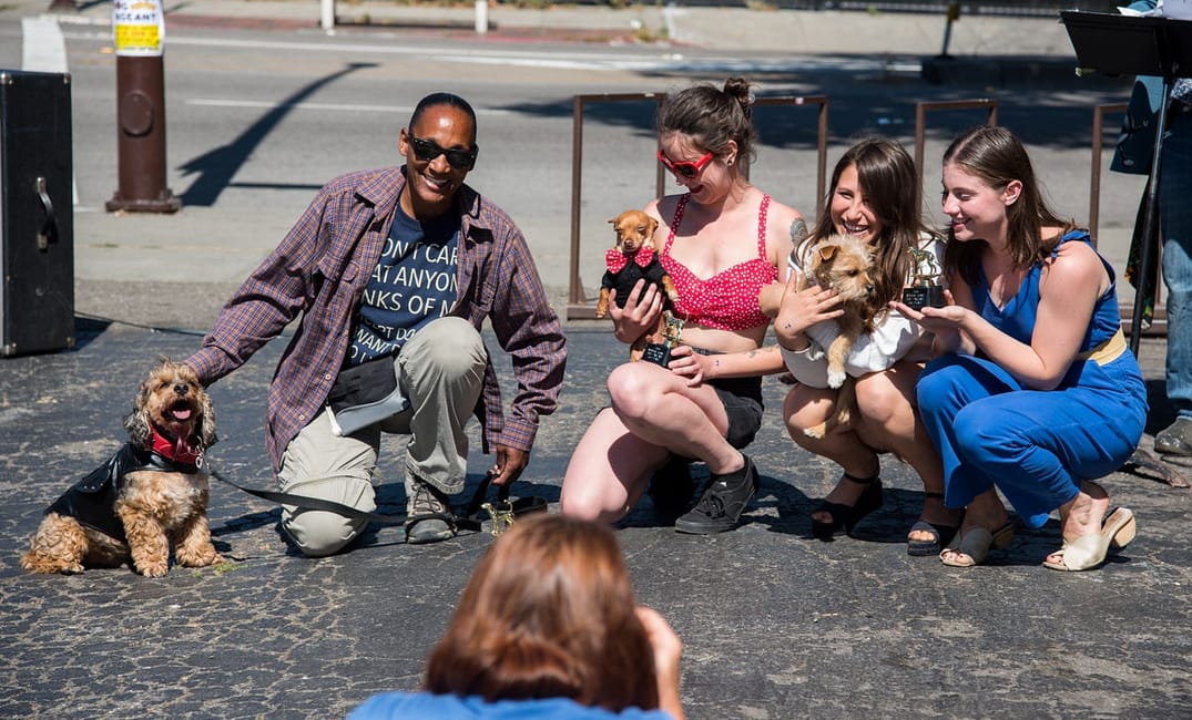 Rescue Dog Pageant Is Doggos Helping Doggos
