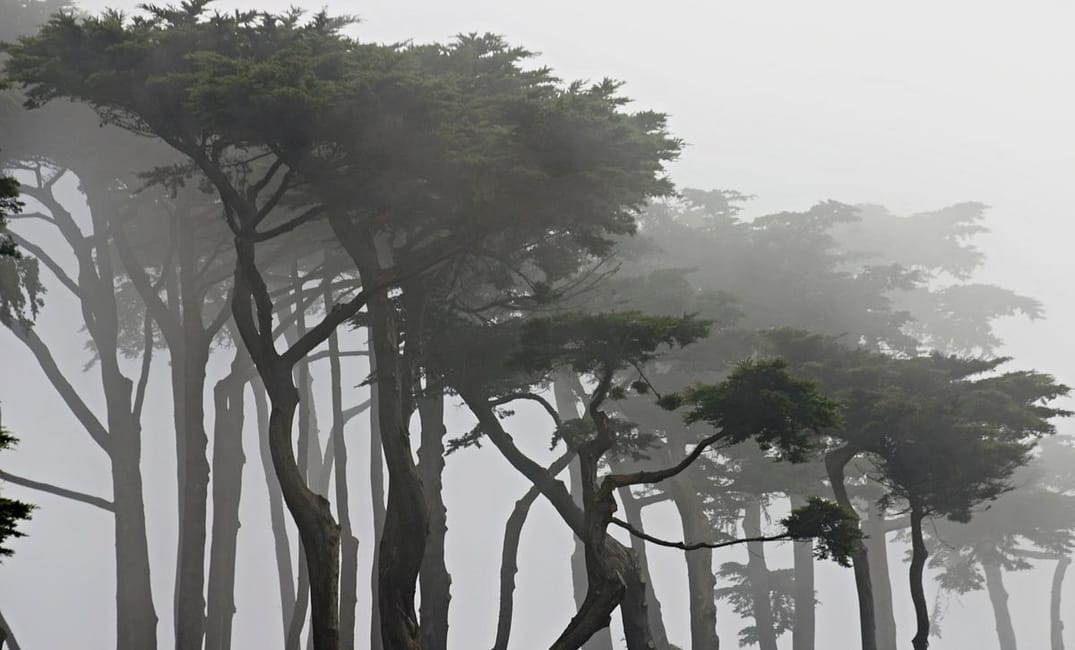 5 Gloomy Hikes to Take in San Francisco