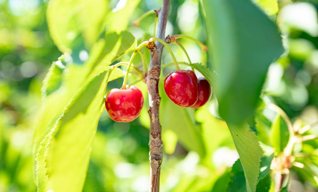 Fruit Picking in Brentwood Is a Perfect Road Trip