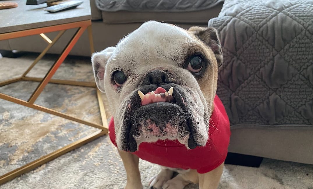 Cute Therapy: Bay Area Pets Living Their Best Lives Amid Covid-19