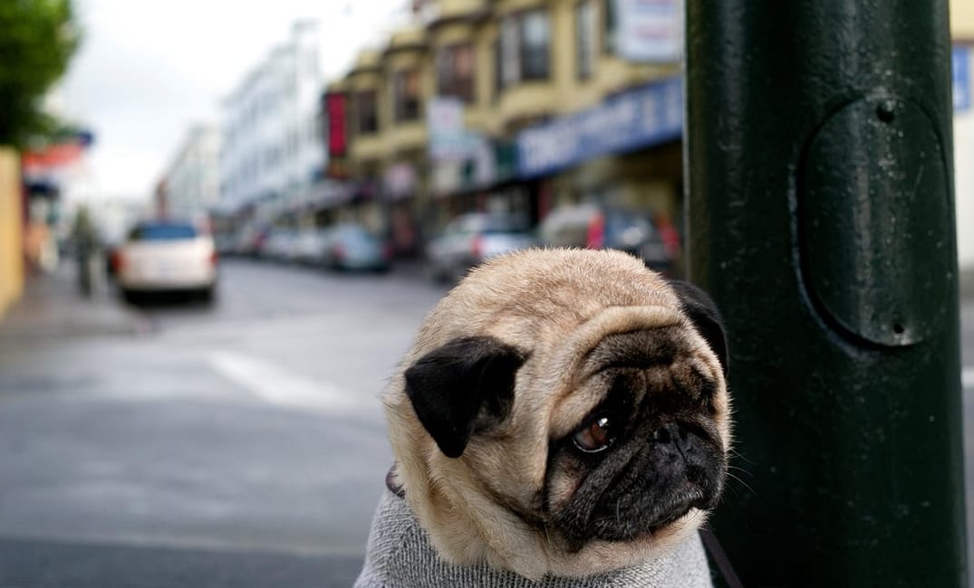 The Bold Italic: Rumors of Our Death Were Greatly Exaggerated