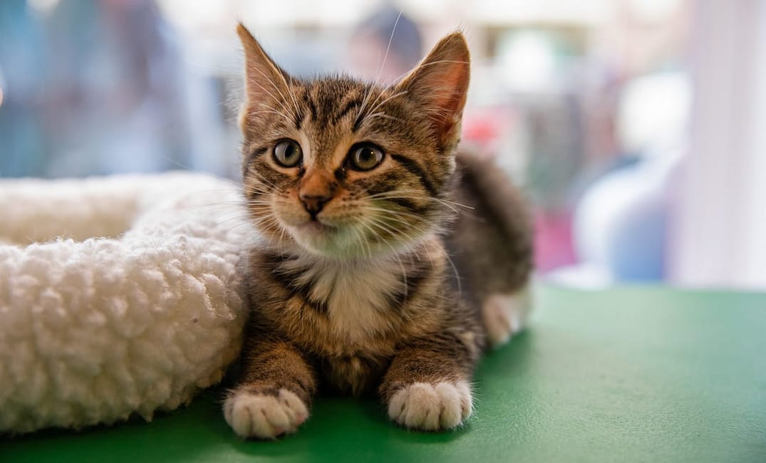 PHOTOS: Macy’s Pet Windows Are SF’s Cutest Holiday Tradition