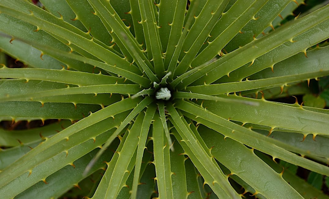 SF Plant Finder Tells You What Plants Will Survive in Your Neighborhood Microclimate