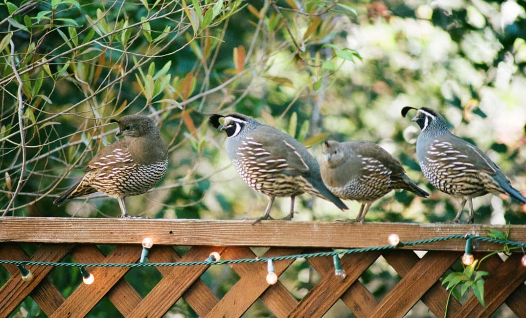 I Ate the California State Bird, and It Was Yummy
