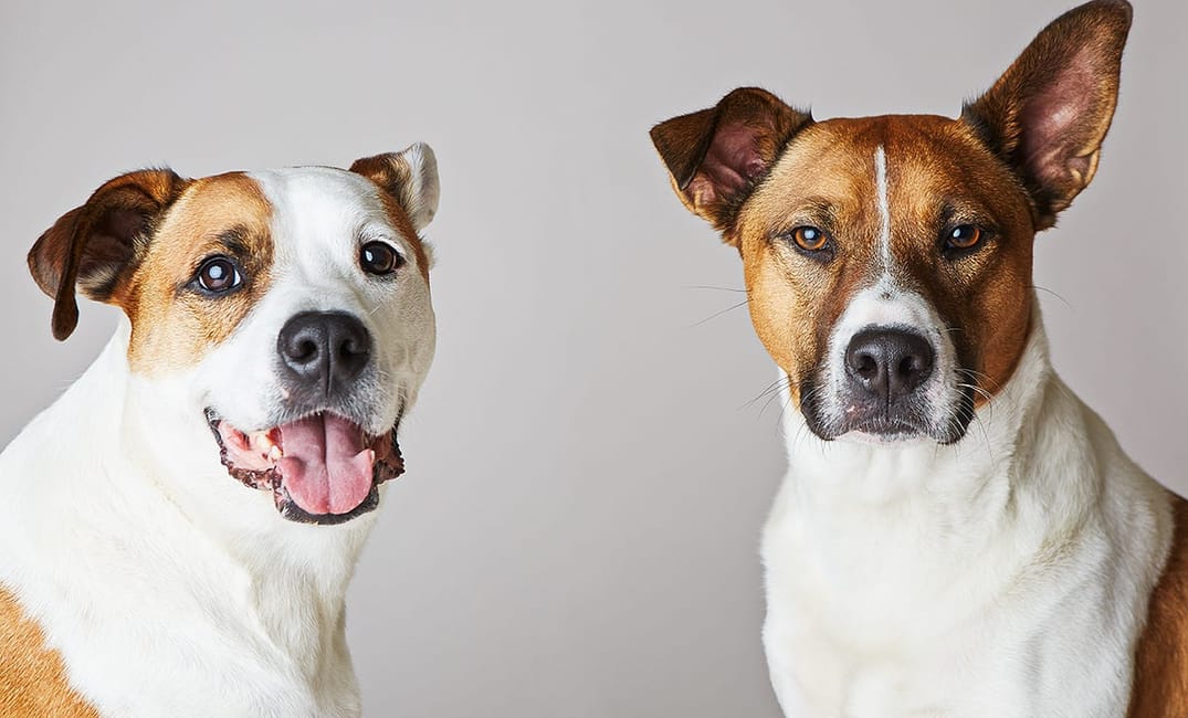 In Honor of National Adoption Weekend, Here Are Portraits of Local Mixed Breeds That Were Adopted into Loving Homes