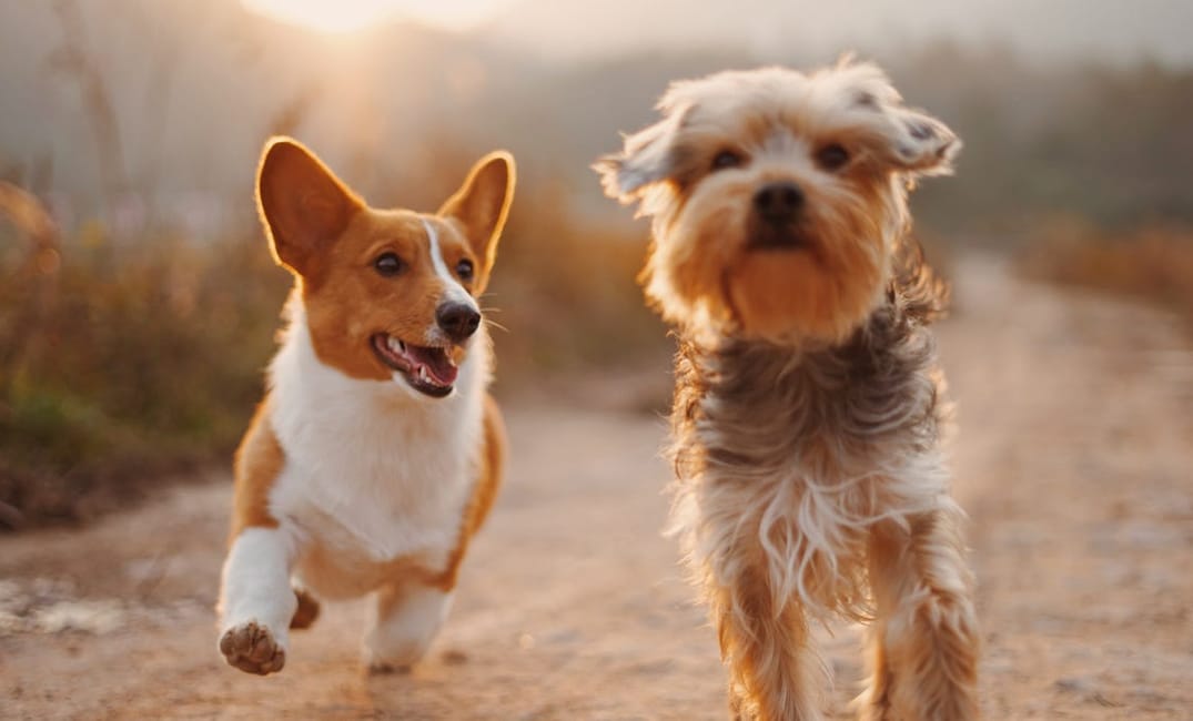 Where to Adopt a Dog in the Bay Area