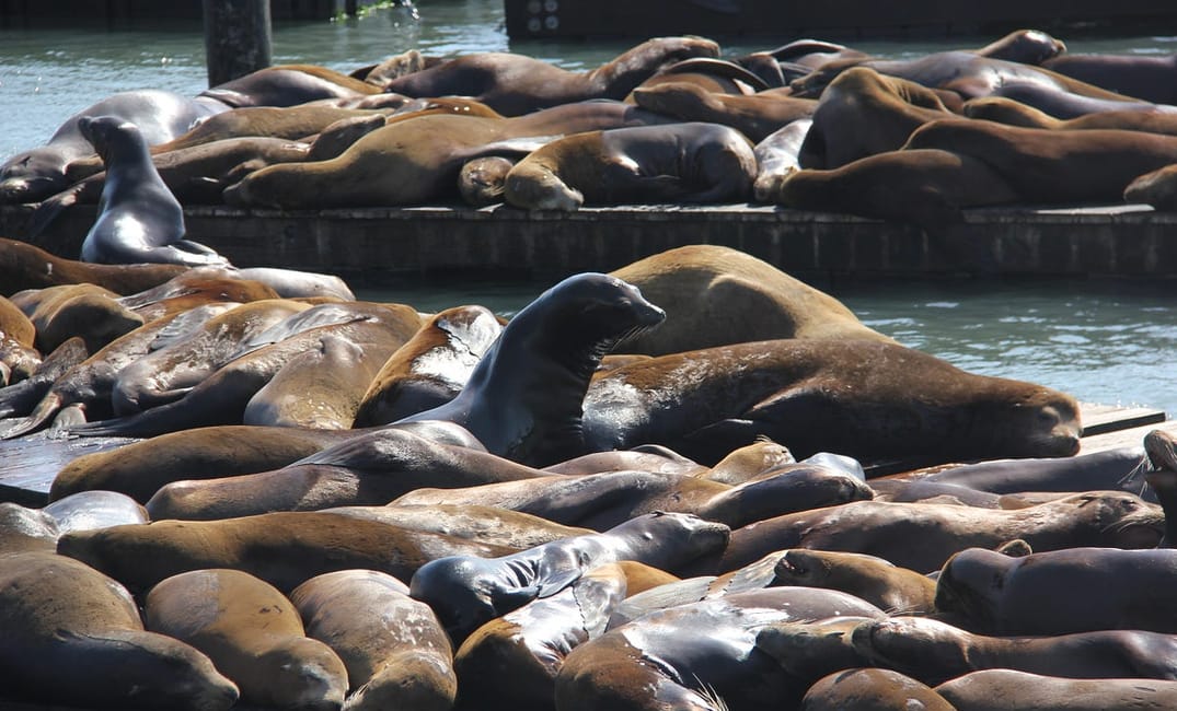 Fisherman’s Wharf — the Un-Tourist’s Guide
