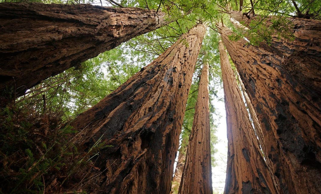 How Climate Change Is Affecting Our Redwood Forests