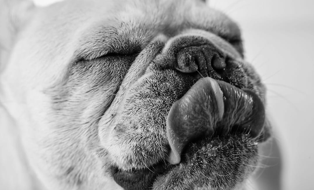 Lap Up These Portraits of San Francisco’s Good Dogs