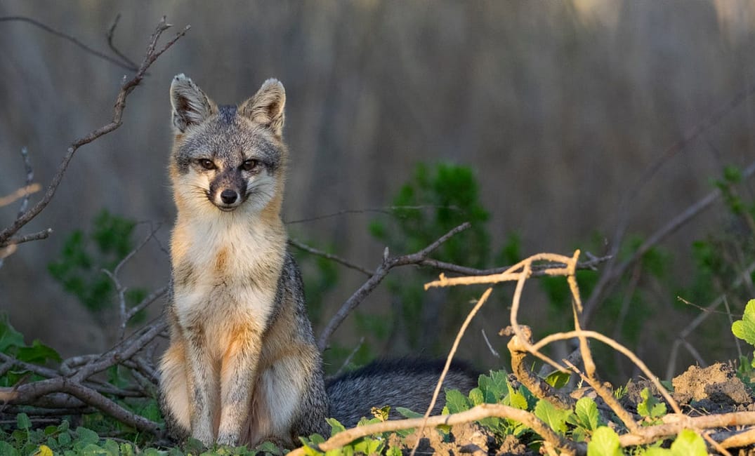 The Bay’s Adorable Gray Foxes Are Trapped In—and Dying