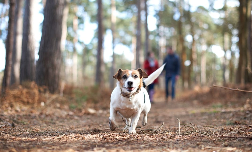 The Best Dog-Friendly Hikes in the East Bay
