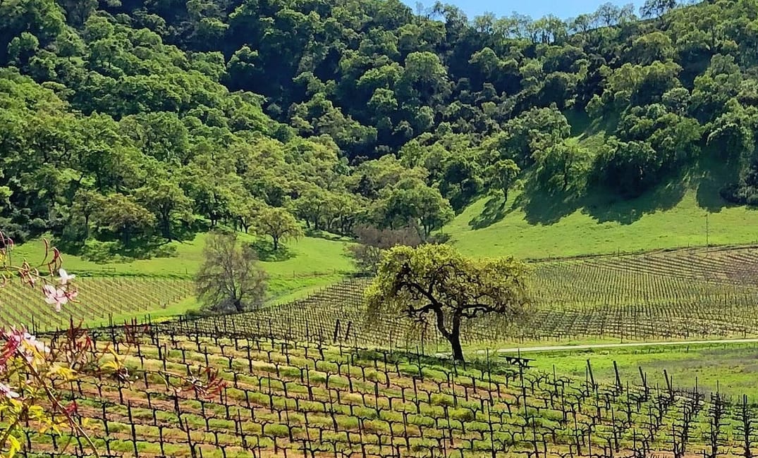 South Bay Wineries Open for Socially Distanced Sipping