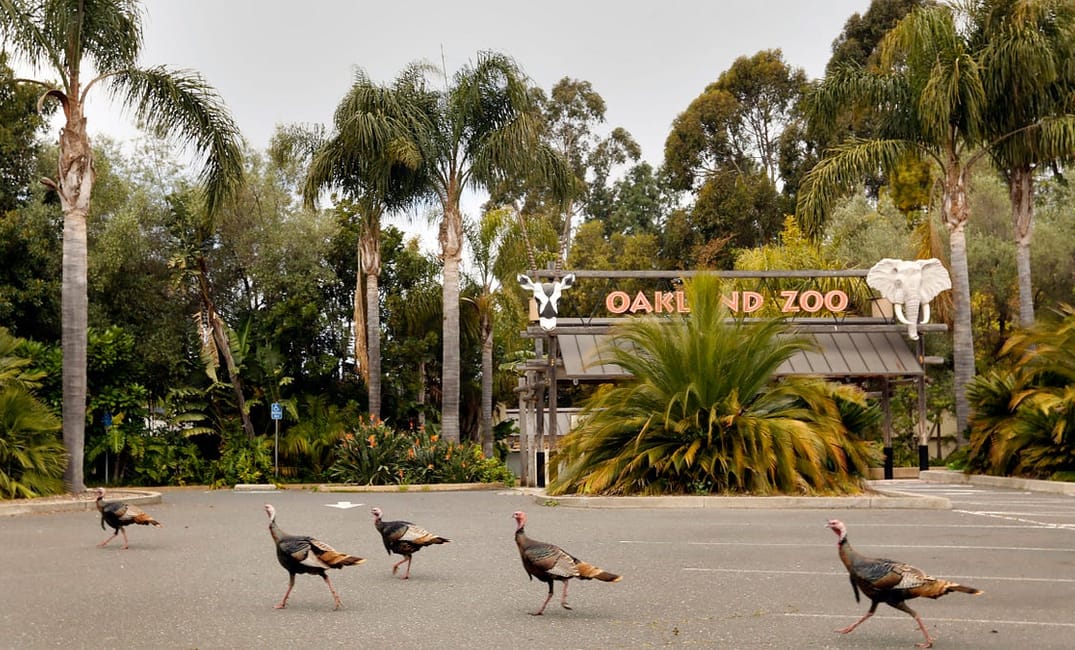 Why Does the Bay Have So Many Wild Turkeys?