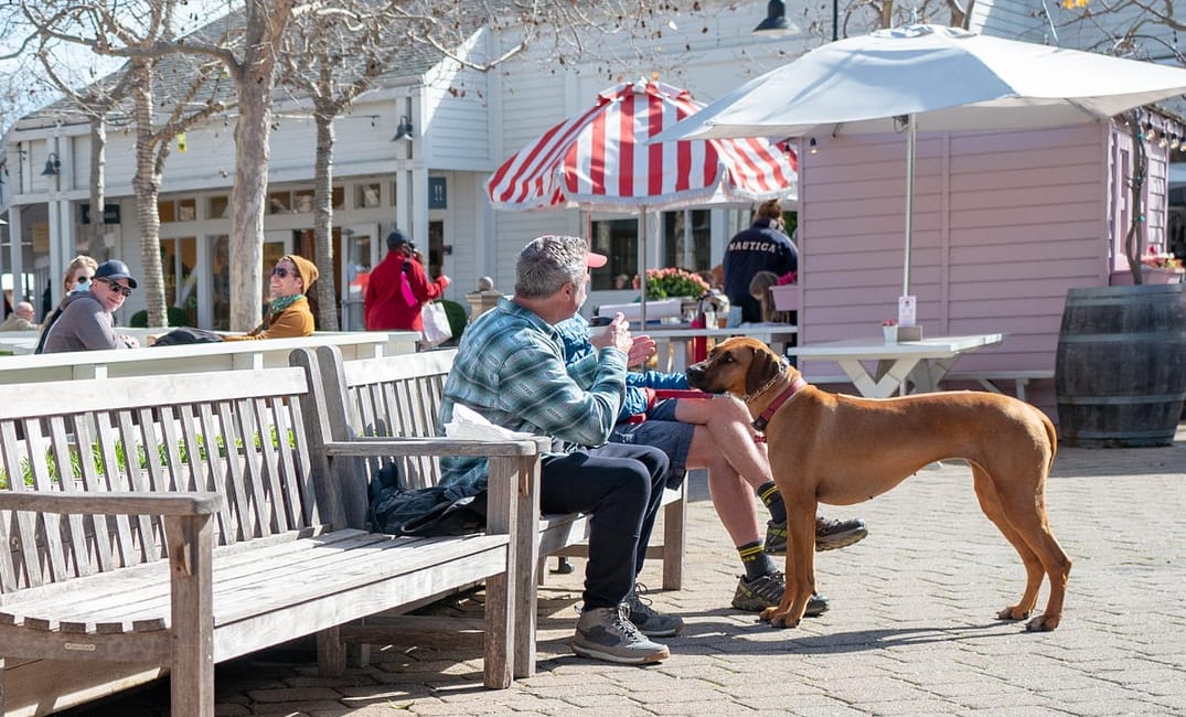 3 Car-Free San Francisco Day Trips That Save Gas