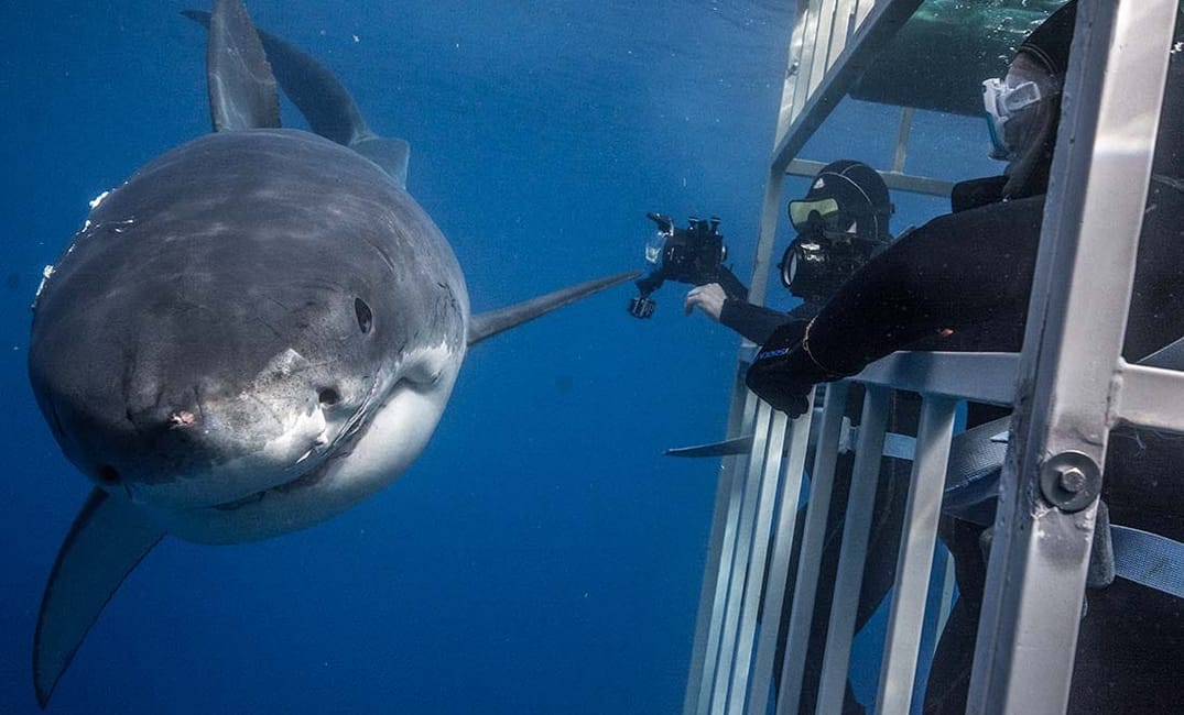 Face Your Fears: Eight Thrilling Experiences in the Bay Area to Help You Live a Little