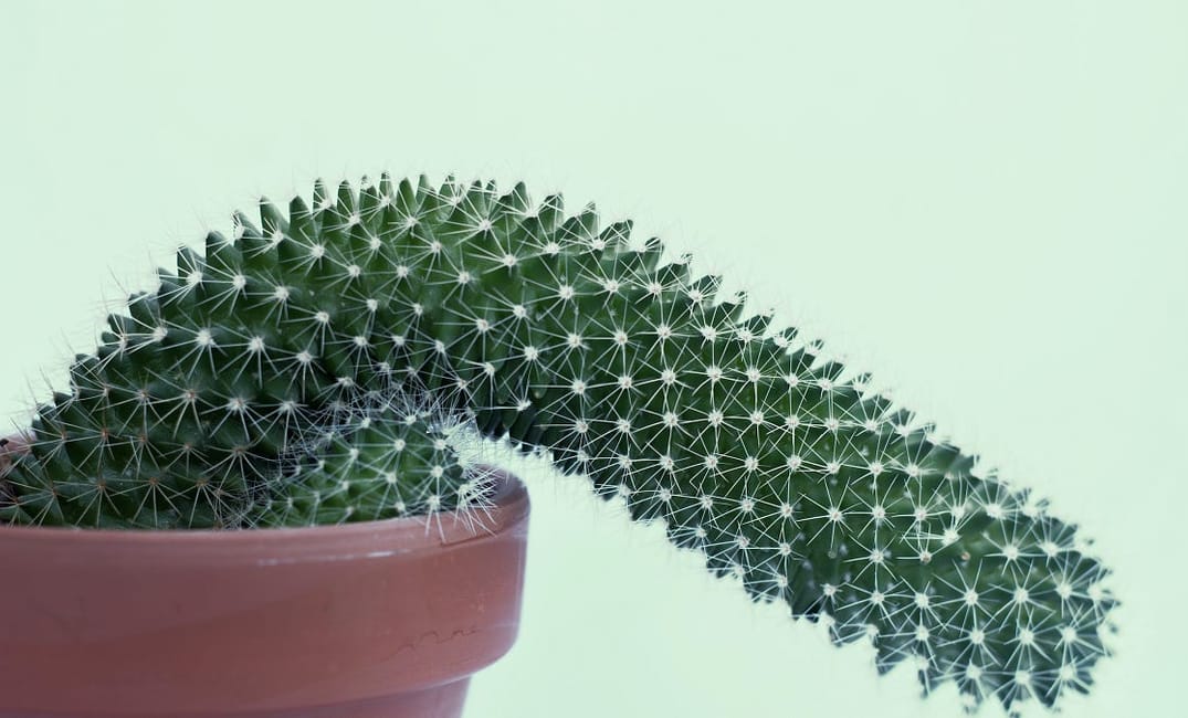 Covid-19 Is a True Boner-Killer