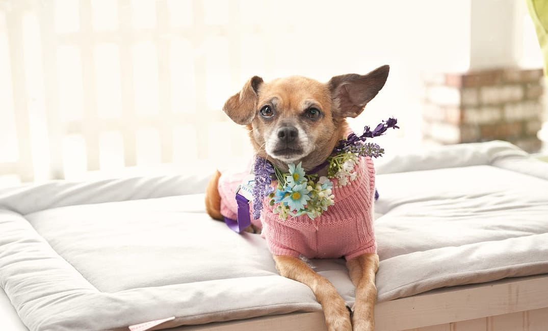 Why Are Chihuahuas Filling Up Bay Area Shelters?