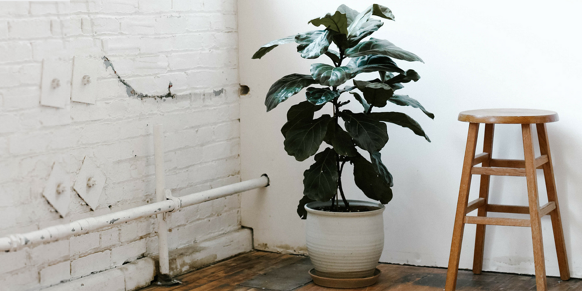 Fiddle-Leaf Fig Supply Dwindling after Hurricane Irma Decimates Crop