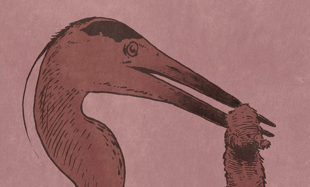 An Illustrated Guide to Common Bay Area Water Birds