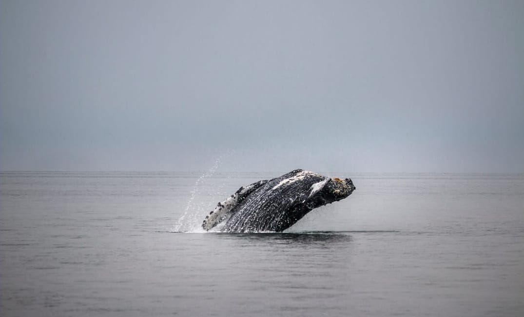 TBI’s 5 Best: Spots for Watching the Gray Whale Migration