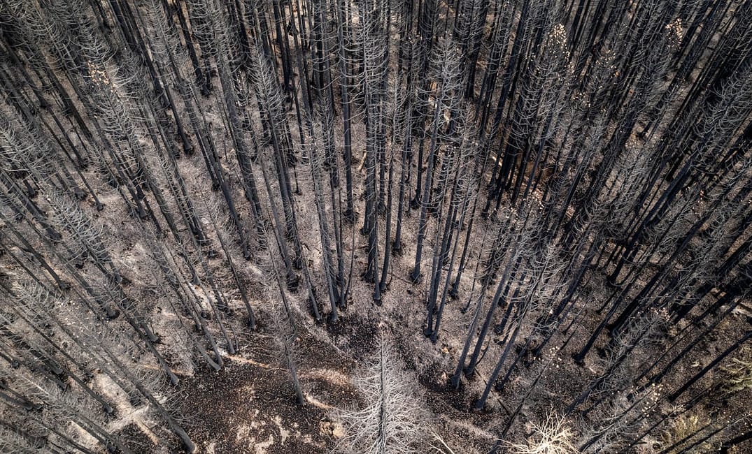 Wildfires Are Making Forests Scream and Cry