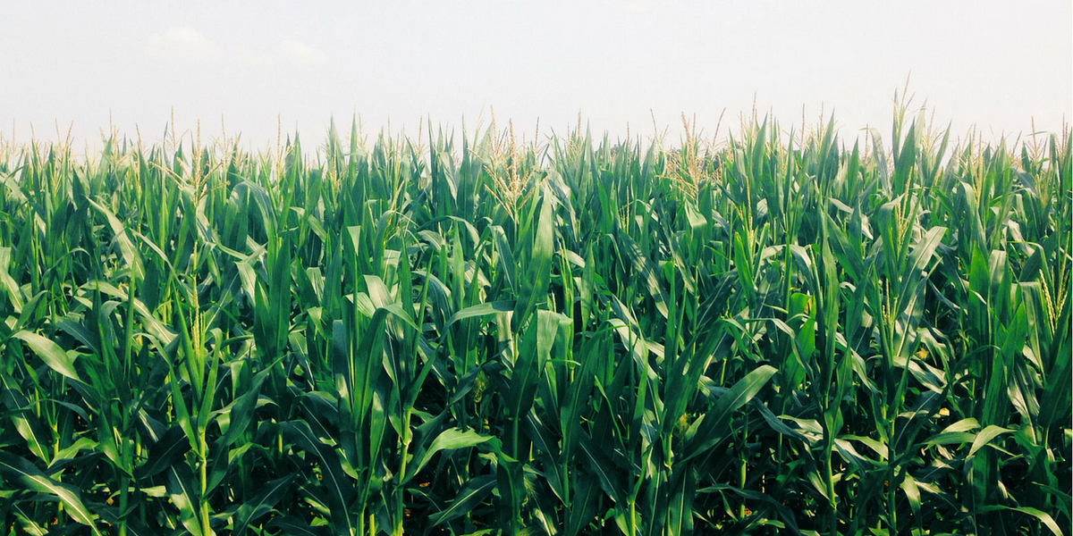 San Francisco 2.0: I Left for the Midwest and Came Back