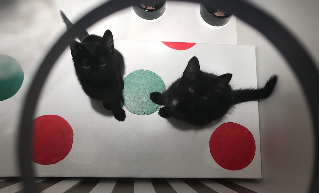 Why Macy’s Windows Are Still Our Favorite SF Holiday Tradition