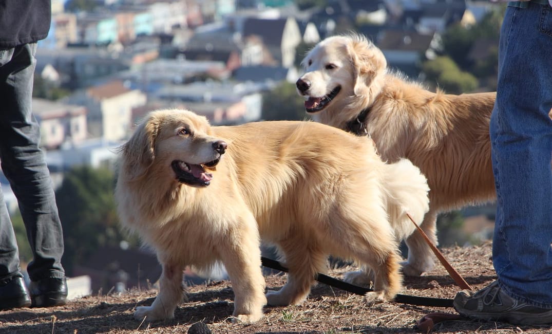All the Dog-Related Events in San Francisco