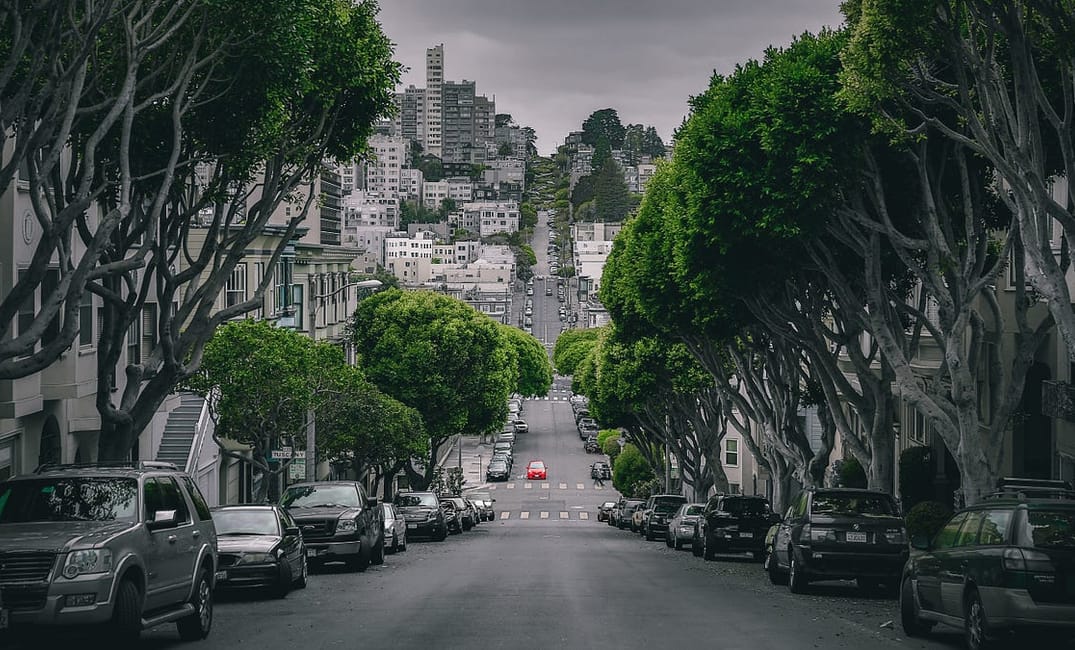 Do You Know Your Neighborhood Trees in SF? Here’s a Guide.