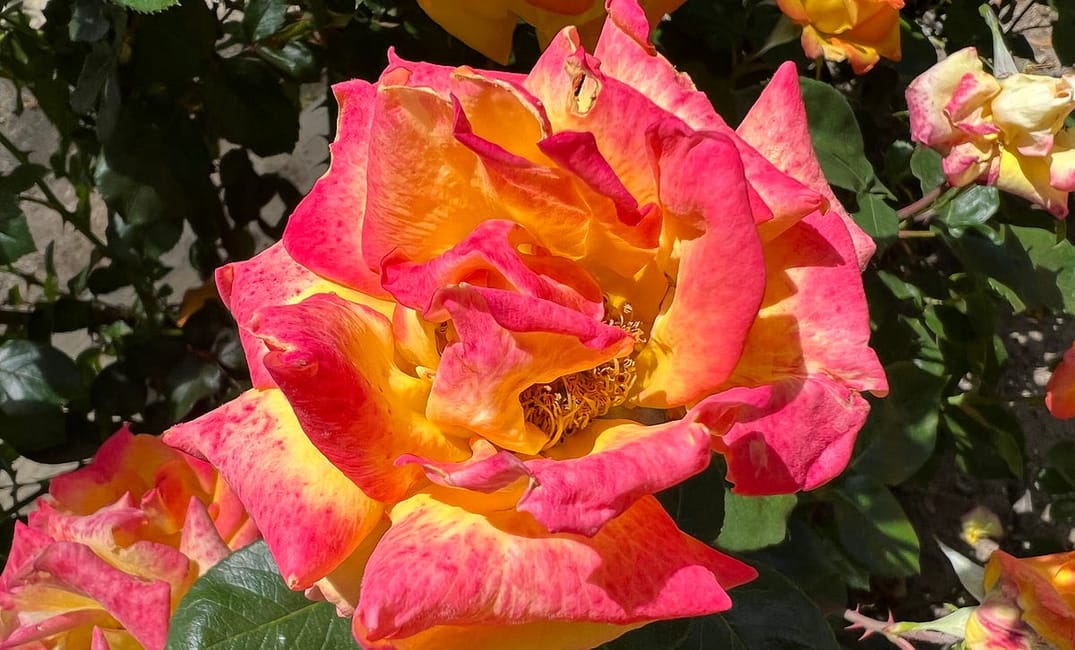 This East Bay Park is a Rose Lover’s Paradise