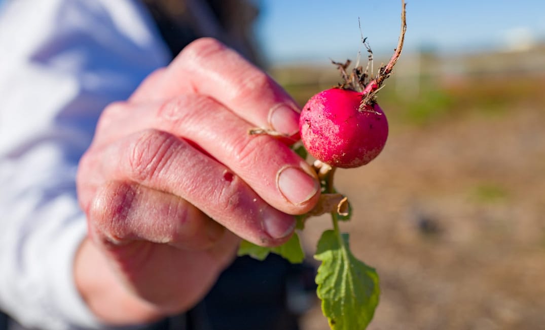 This Bay Area Farm Reuses Water to Grow Veggies