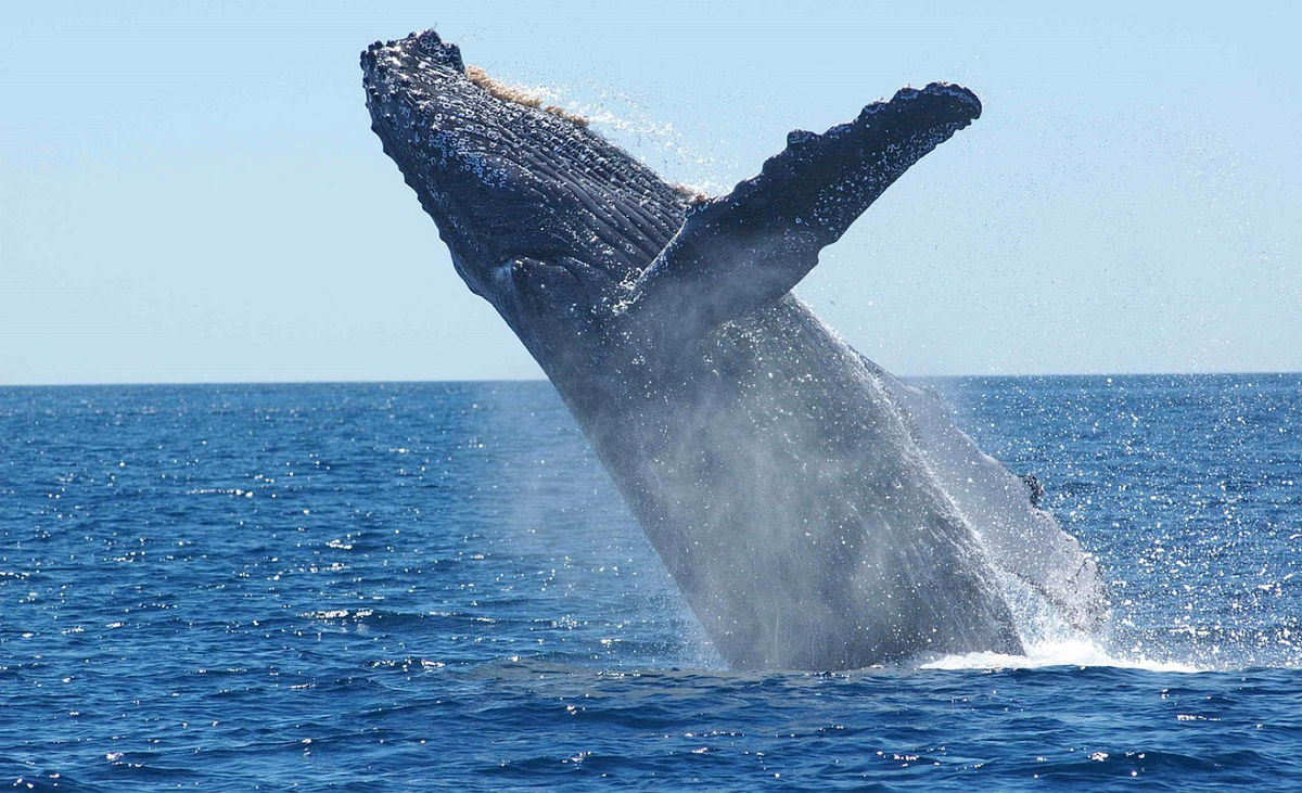 This Week’s Craziest SF Stories: Animal Edition