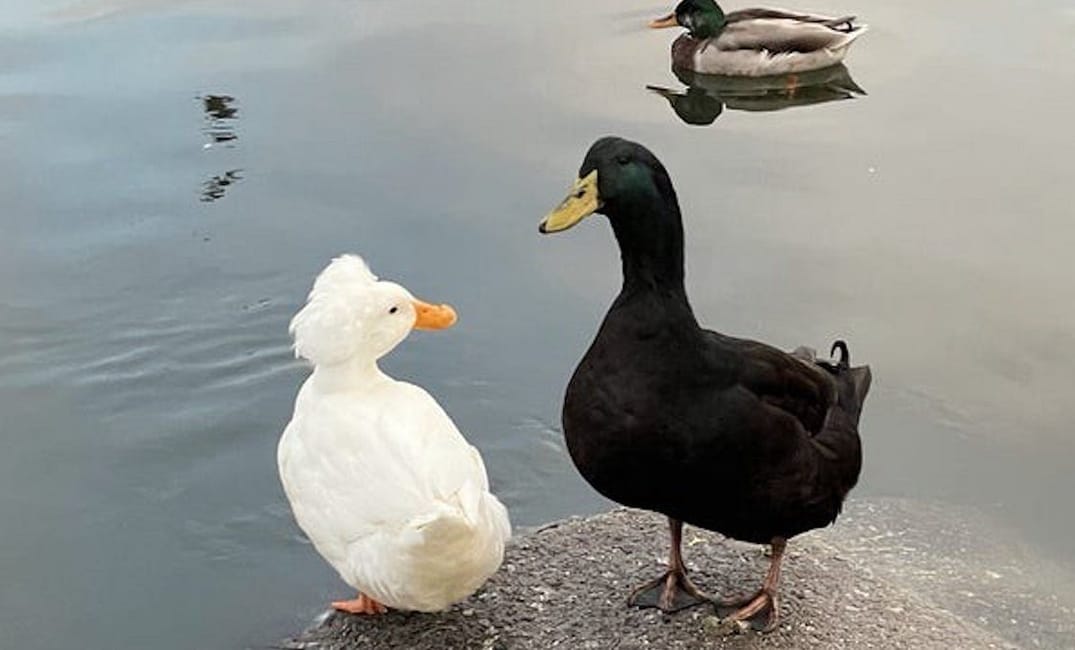 The Lake Merritt Duck Couple That Stole Oakland’s Heart