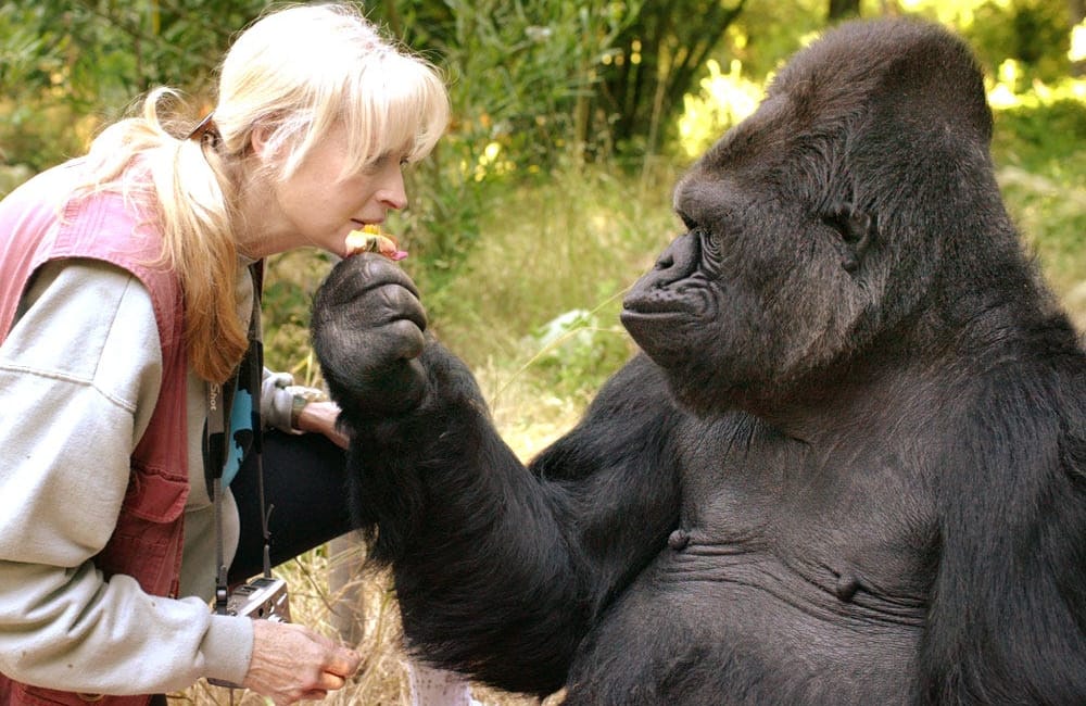 Weekly News Roundup: The Death of a Bay Area Icon, Koko