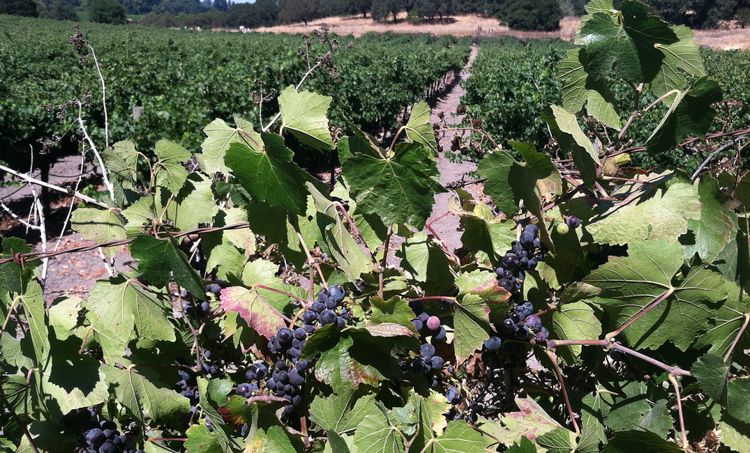 Ten Bay Area Wineries That Will Serve You Free Wine