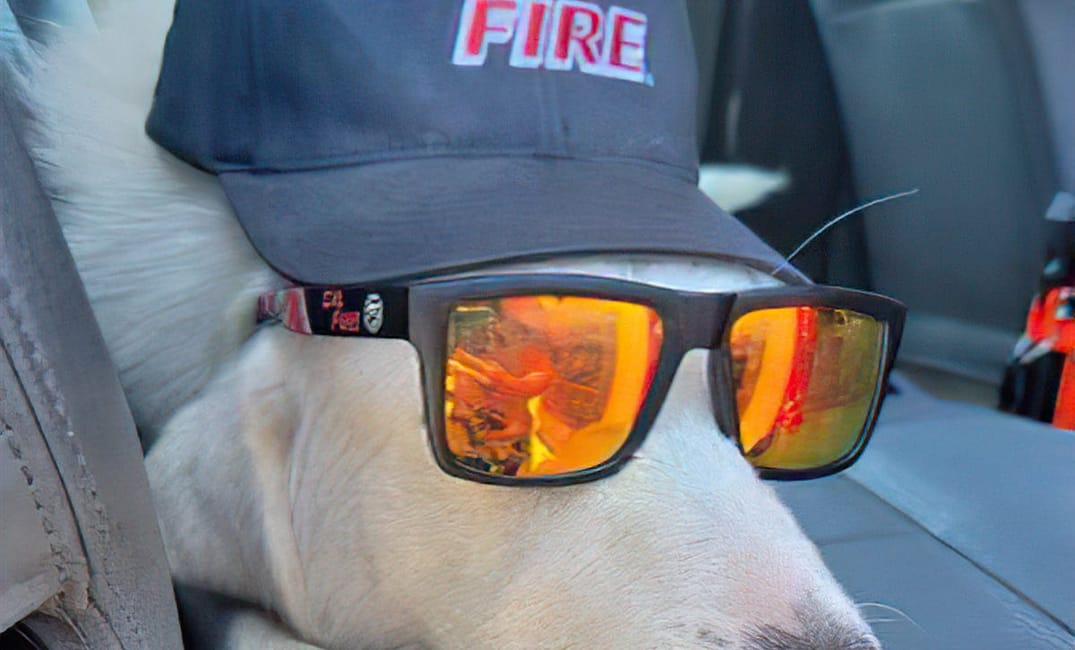 Firefighters Battling Dixie Fire Rescue Lost Dog