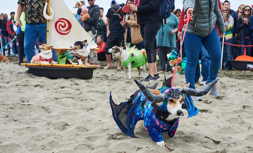 PHOTOS: Corgi Con Takes Over Ocean Beach