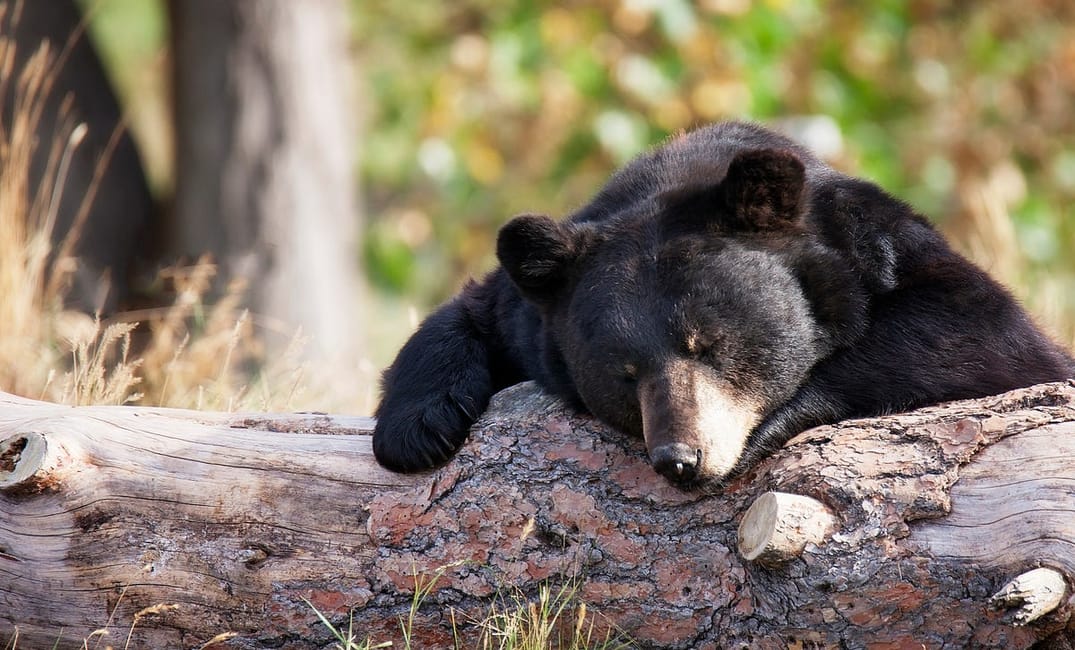 How the High Sierra Black Bears Take Their Coffee