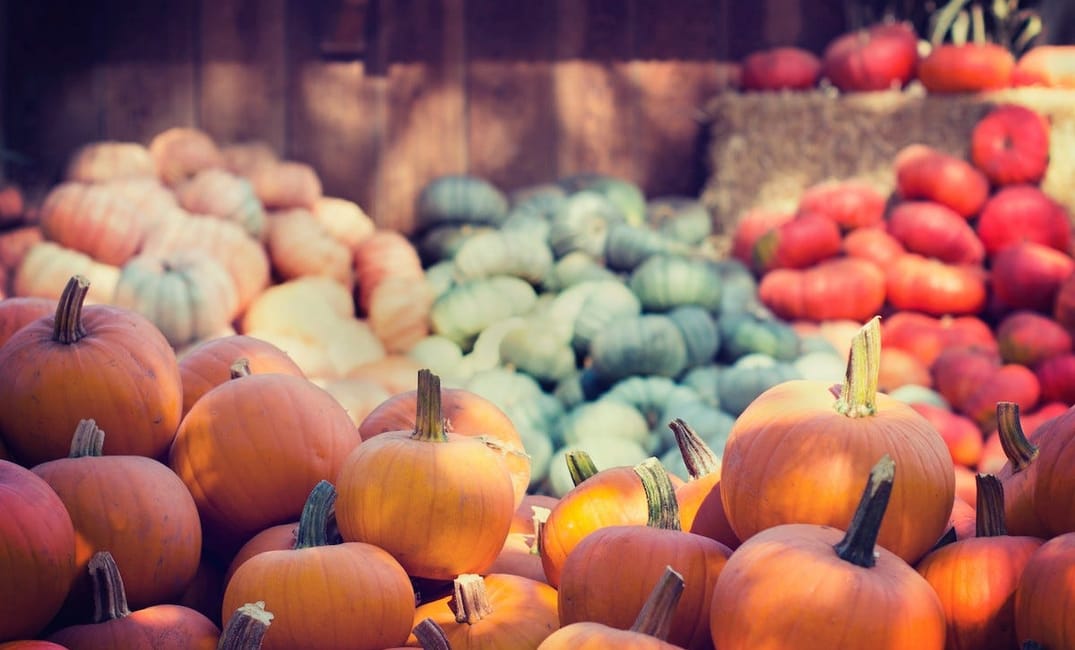 What Are the Best Pumpkin Patches in San Francisco?