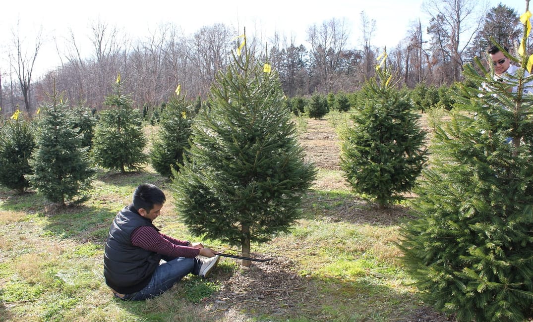 Eight Things to Buy Instead of That Overpriced Christmas Tree