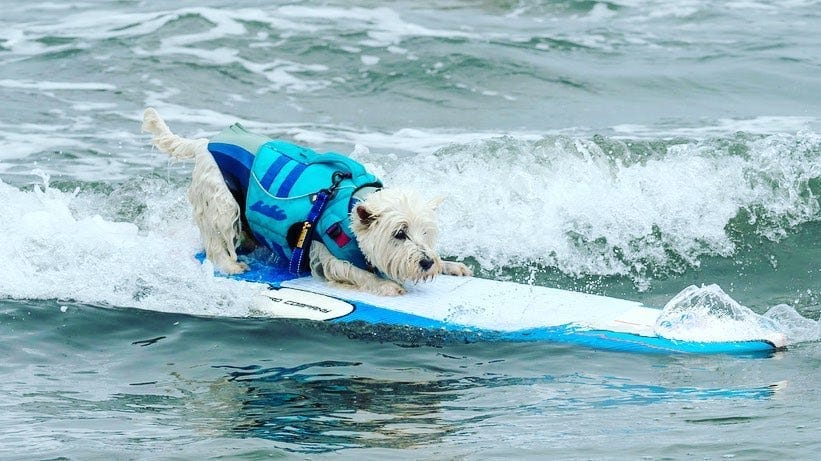 Who Are the Pups to Watch at the World Dog-Surfing Championships?