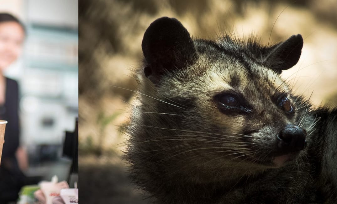 Which Tastes Better—Blue Bottle or Coffee S**t Out by a Small Marsupial?