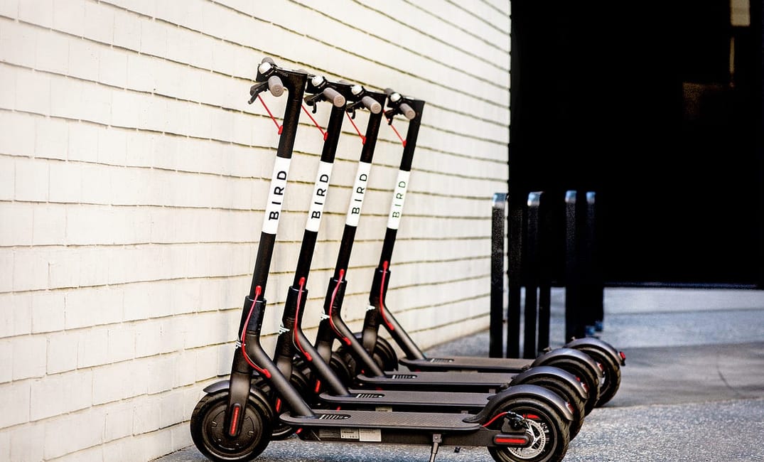 Observing the Great SF “Bird” Migration