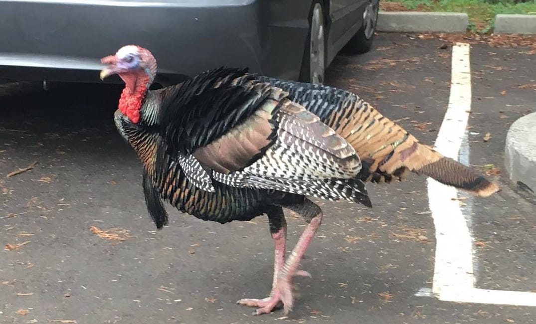 Why Are Wild Turkeys So Prevalent in the Bay Area?