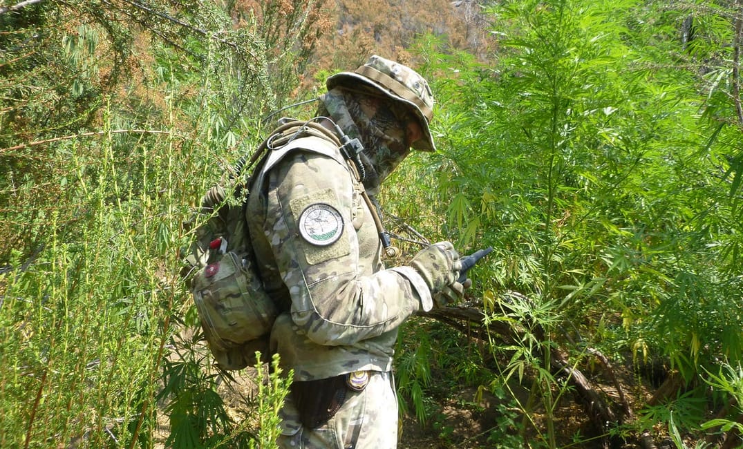 Not-So-High Times: What It’s like Being a Weed Trimmer in the Underground Cannabis Economy