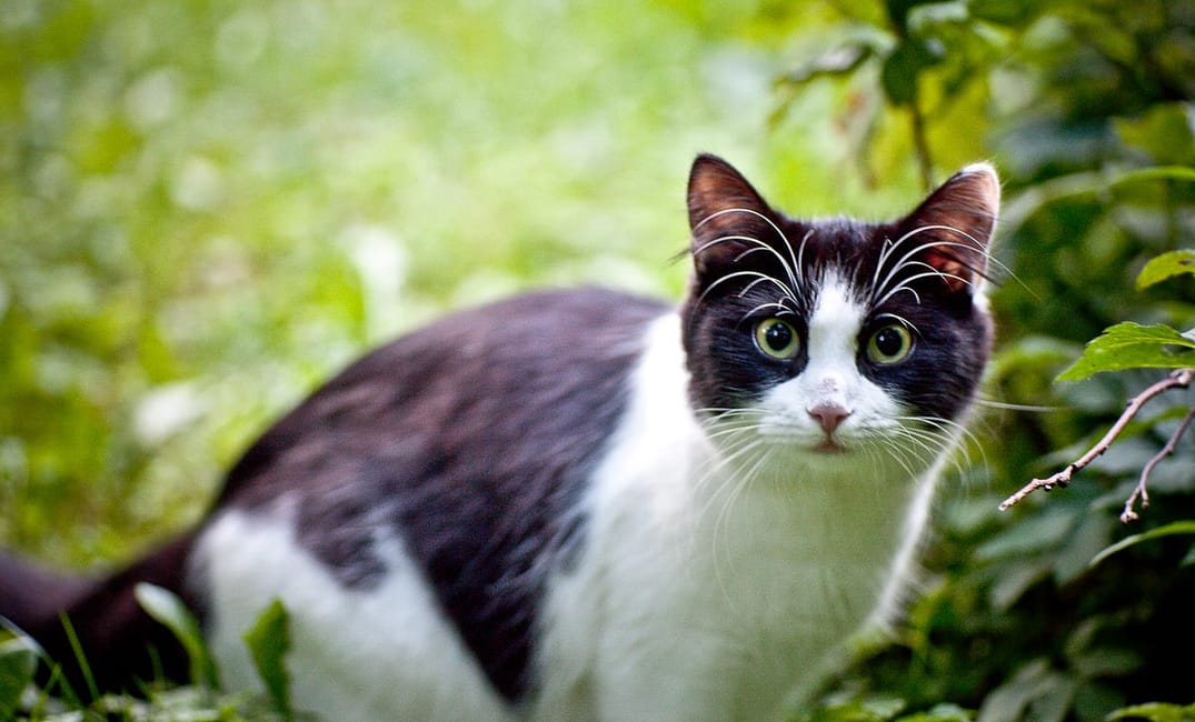 Yes, You Can Take Your Cat Outside Too