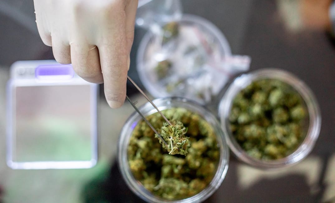 Check Out These Bay Area Cannabis Leaders