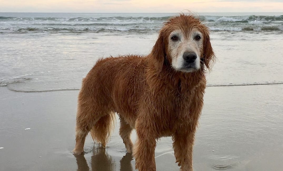 After Losing My Dog, Neighbors on Nextdoor Loaned Me Their Own Pups to Grieve
