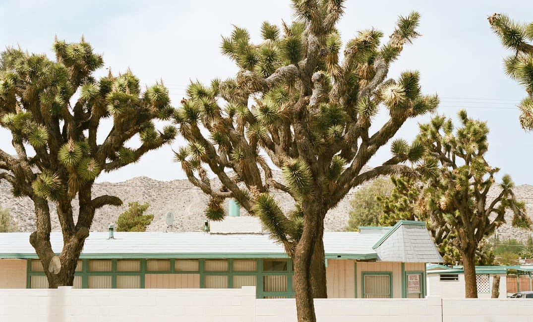 The Strange Beauty of Joshua Tree, California