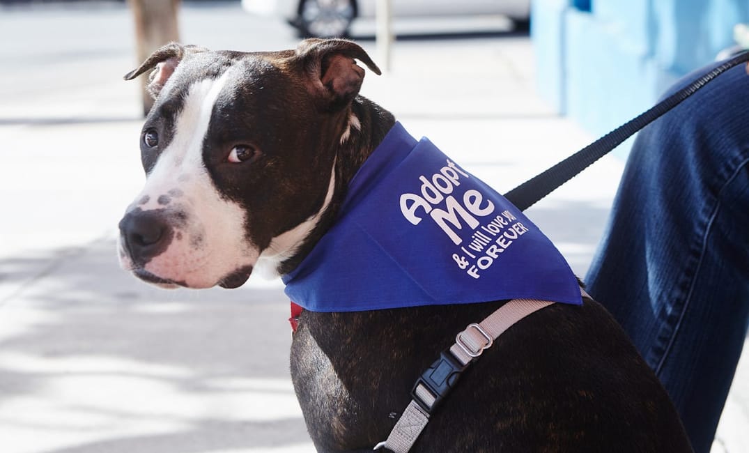 Fur-tastic Photos of All the Good Dogs at Pet Pride Day